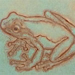 frog detail
